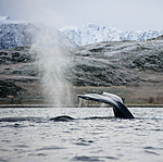 BB 15 0610 / Megaptera novaeangliae / Knølhval